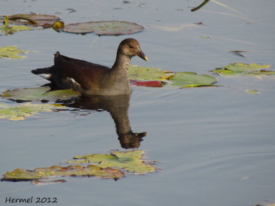 Gallinule - Common Moorhen