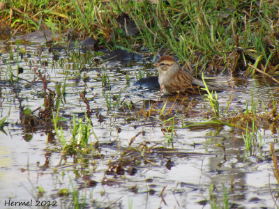 Bruant familier - Chipping Sparrow