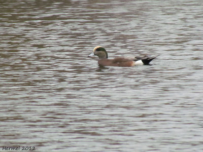 Canard d'Amrique - American Wigeon