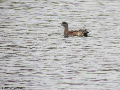 Canard d'Amérique - American Wigeon