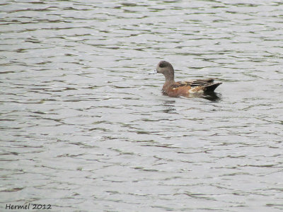 Canard d'Amrique - American Wigeon