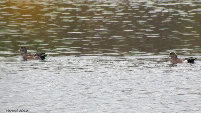 Canard d'Amrique - American Wigeon