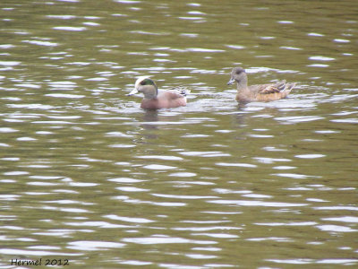 Canard d'Amérique - American Wigeon