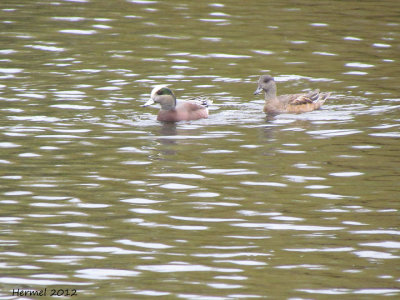 Canard d'Amrique - American Wigeon