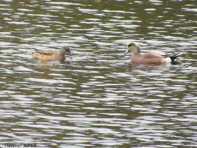 Canard dAmrique - American Wigeon