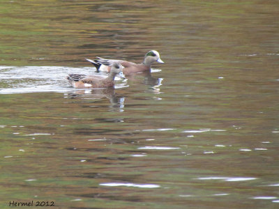 Canard d'Amérique - American Wigeon