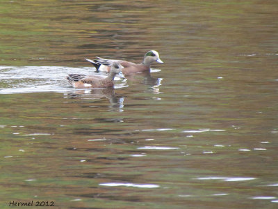 Canard d'Amrique - American Wigeon