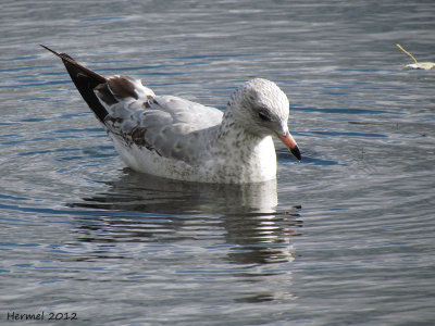 Goland  bec cercl - Ringed-bill Gull