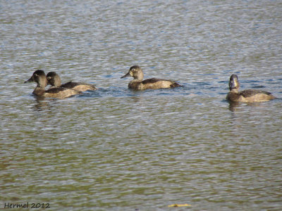 Fuligule  collier - Ring-necked Duck