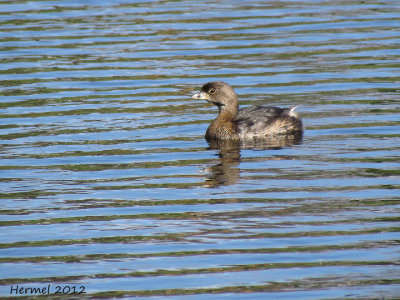 Grbe  bec bigarr - Pied-billed Grebe