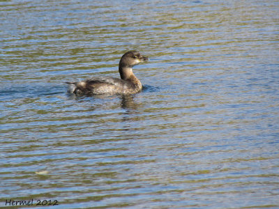 Grbe  bec bigarr - Pied-billed Grebe