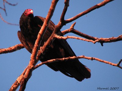 Urubu  tte rouge - Turkey vulture