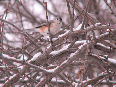 Msange bicolore - Tufted Titmouse