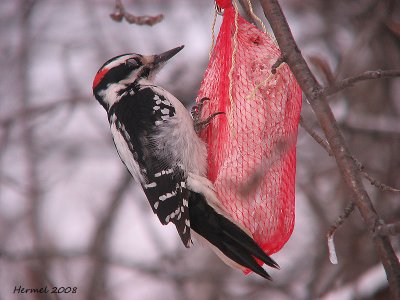 Pic mineur - Downy Woodpecker