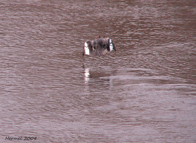 Garrot  Oeil d'or - Common Goldeneye