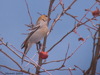 Durbec des sapins - L'heure du lunch - Lunchtime for a Pine Grosbeak