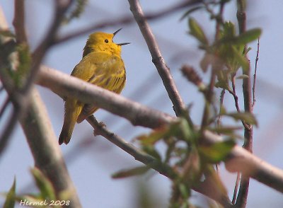 Paruline jaune -Yellow Warbler