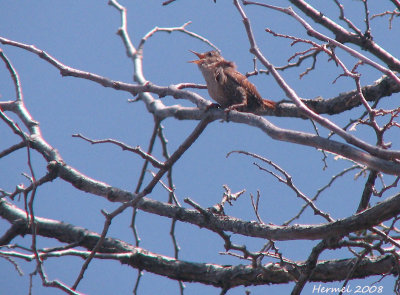 Troglodyte mignon - Winter wren