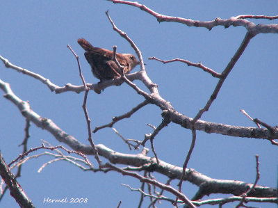 Troglodyte mignon - Winter wren