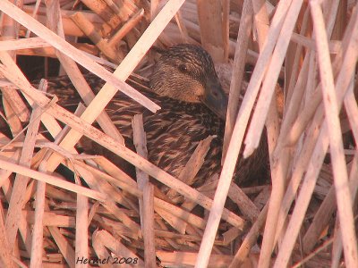 Tranquille sur son nid - Quietly on the nest!