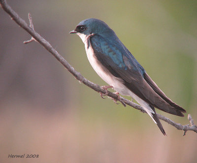 Hirondelle bicolore - Tree Swallow