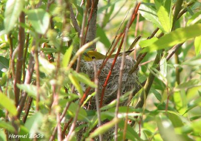 Paruline jaune - Yellow Warbler