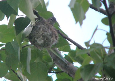 Viro mlodieux - Warbling Vireo