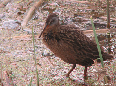 Rle de Virginie - Virginia Rail