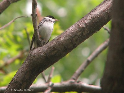 Paruline raye - Blackpool Warbler