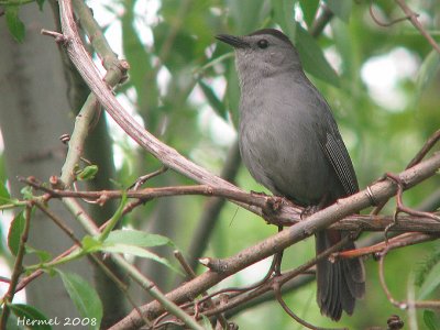 Moqueur Chat - Gray Catbird