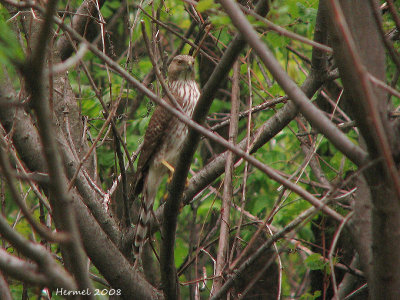 Epervier de Cooper - Cooper's Hawk