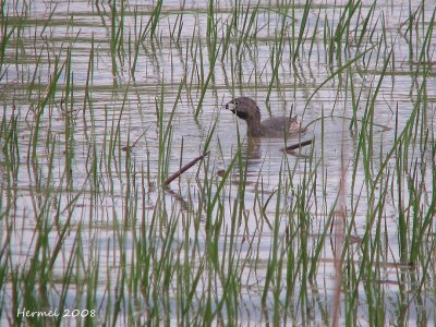 Grbe  bec bigarr - Pied-billed Grebe
