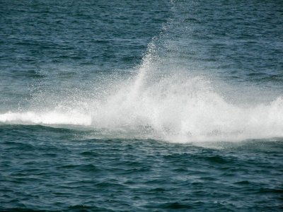 This boat was too fast for my camera!