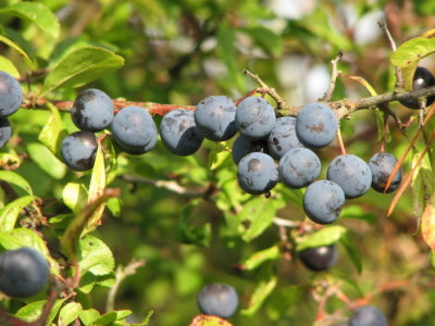 Black thorn; Sln; Prunus spinosa I