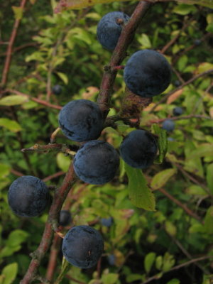 Black thorn; Sln; Prunus spinosa II