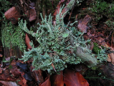 Lichen