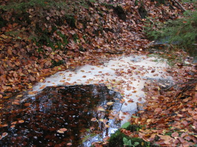 Autum details