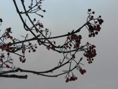 Frosty Rowan; Rnn; Sorbus aucuparia