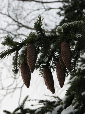 Cone of Spruce, Grankott, Picea abies