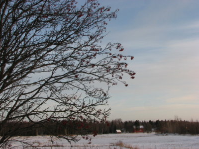 Rowan; Rnn; Sorbus aucuparia