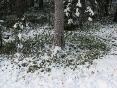 Cowberry, Lingonris, Vaccinium vitis-idaea