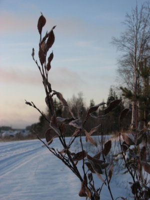 Salix with frost