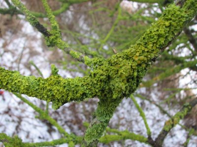 Green lichen