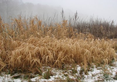 Snow and Gras I