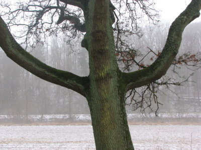 Oak with arms