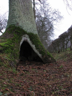 Hollow oak II
