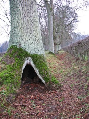 Hollow oak I