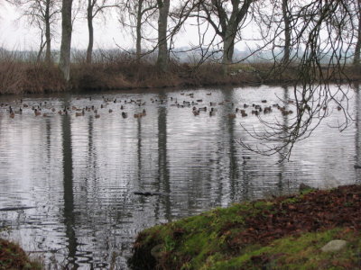 The pond at Blteberga