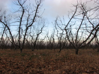 Salentein Fruit