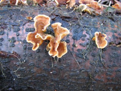 Conifer Mazegill; Gloeophyllum sepiarium; Vedmussling ???????